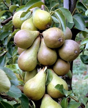 Birne, Pyrus communis, Obst, Gehölz, Nutzbaum, Heimische Frucht.