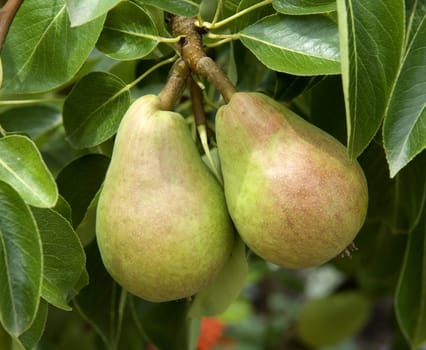 Birne, Williams Christ, Birnensorte, Birne, Kernobst, Obst