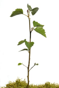 Birkenbaum  jungpflanze, Sproessling, Spross, Jungbaum