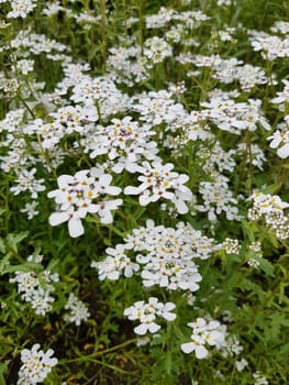 Bittere, Schleifenblume, Iberis, amara