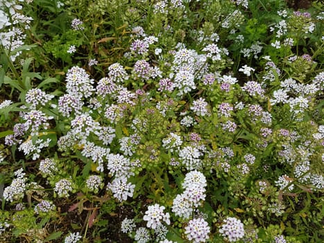 Bittere, Schleifenblume  Iberis  amara  Heilpflanze