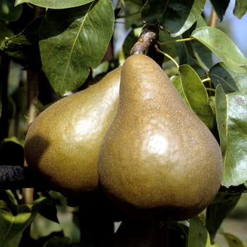 Birne, Pyrus, Uta, Birnensorte, Birne, Kernobst, Obst