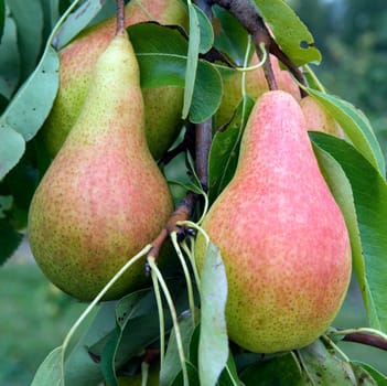 Birnen  Pyrus communis