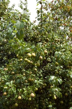 Birnenbaum