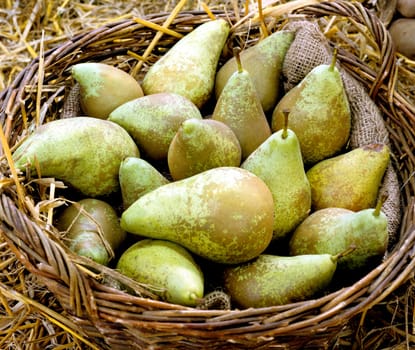 Birne, Pyrus, Abate