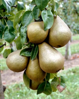 Birne, Pyrus communis, Obst, Gehölz, Nutzbaum, Heimische Frucht, Birnenbaum, Nanon.