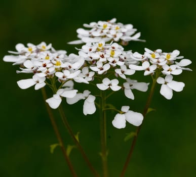 Bittere, Schleifenblume, Iberis, amara