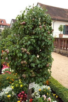 Birne, Stuttgarter Gaisshirtle