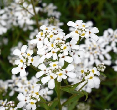 Bittere, Schleifenblume, Iberis, amara