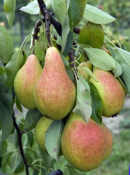 Birnen  Pyrus communis, Birnensorte, Birne, Kernobst, Obst