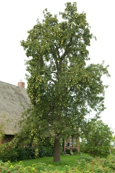 Birnenbaum