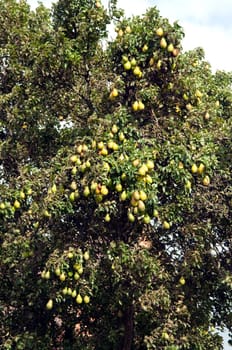 Birne, Pyrus communis