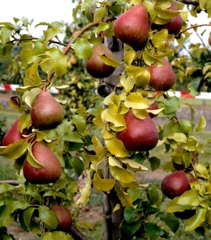 Birne, Pyrus communis, Obst, Gehölz, Nutzbaum, Heimische Frucht, Birnenbaum.
