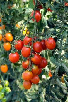 Birnentomate  Bullenherz