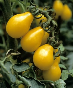 Birnentomate, Lycopersicon esculentum