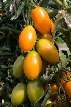 Birnentomate  Organza  Eiertomaten