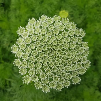Bischofskraut  ivisnaga  Ammi  Khella  Zahnstocherkraut  Khellakraut  Heilpflanze
