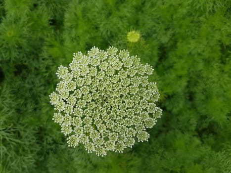 Bischofskraut ivisnaga Ammi Khella Zahnstocherkraut Khellakraut Heilpflanze