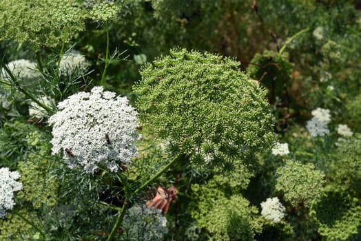 Bischofskraut, ivisnaga, Ammi, Khella