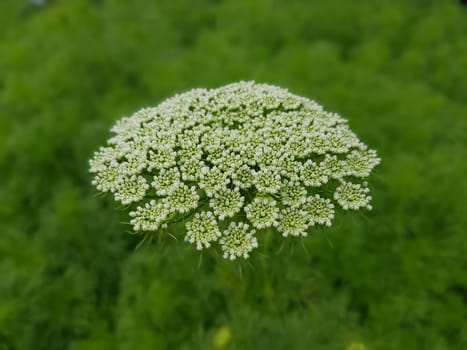 Bischofskraut ivisnaga Ammi Khella Zahnstocherkraut Khellakraut Heilpflanze