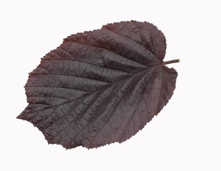 Haselnussblatt