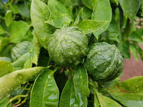 Bitterorange, Citrus aurantium, auch Pomeranze genannt, ist eine exotische Frucht. Bitter orange, Citrus aurantium, also called bitter orange, is an exotic fruit.