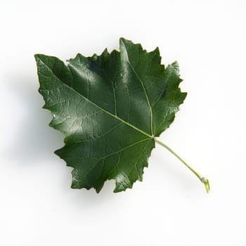 Blatt, Silberpappel, Populus alba