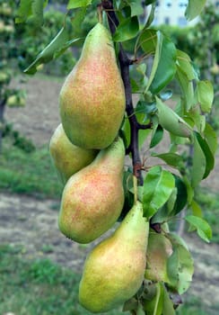 Birnen am Birnenbaum