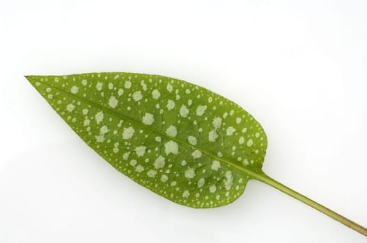 Blatt, Geflecktes Lungenkraut