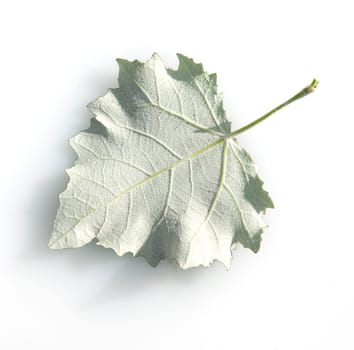 Blatt, Silberpappel, Populus alba