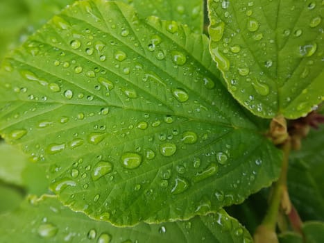 Tautropfen Wasser Struktur Tau Regentropfen