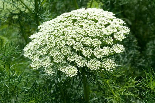 Bischofskraut Ammi visnaga, Heilpflanzen