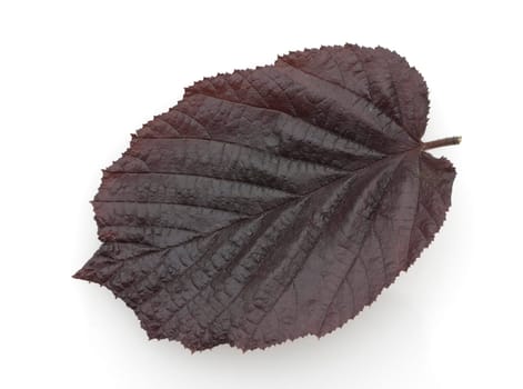 Haselnussblatt