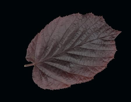 Haselnussblatt