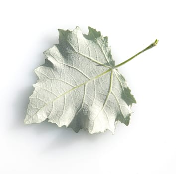 Blatt, Silberpappel, Populus alba