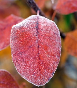 Blatt mit Rauhreif