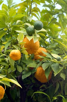 Bitterorange, Pomeranze, Citrus aurantium