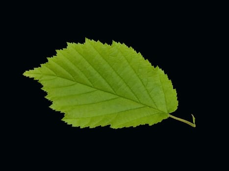 Haselnussblatt