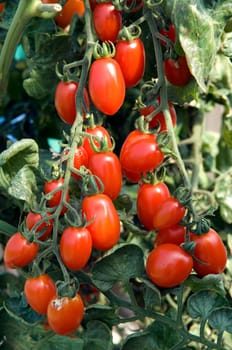 Birnentomate Eiertomaten Bombonera
