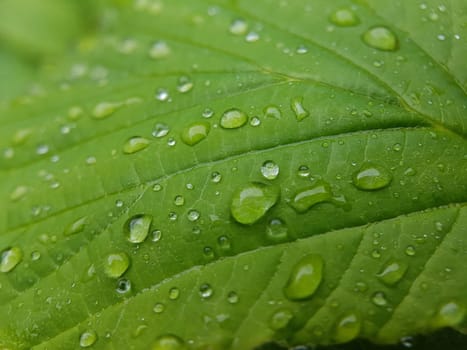 Tautropfen Wasser Struktur Tau Regentropfen