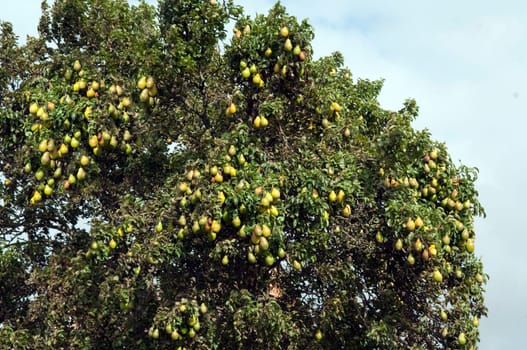 Birne, Pyrus communis