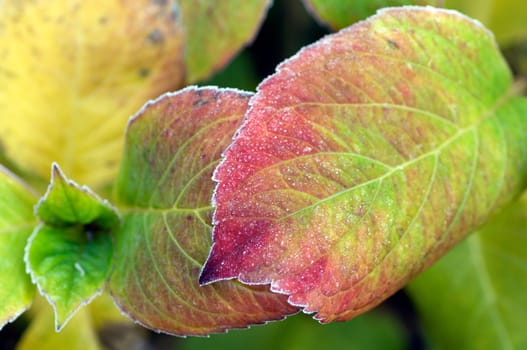 Blatt mit Rauhreif