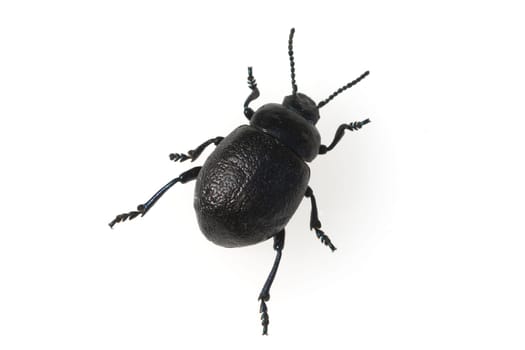 Blattkaefer, Chrysolina sturmi
