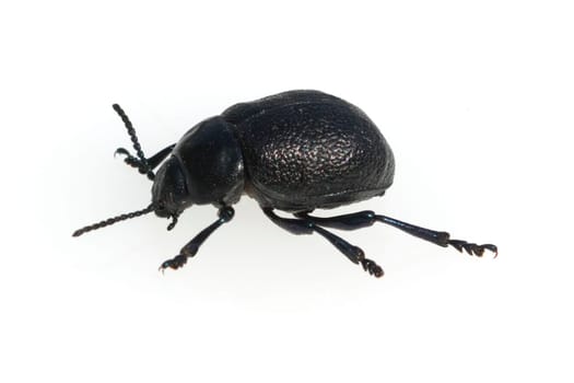 Blattkaefer, Chrysolina sturmi