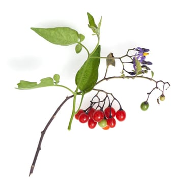 Bittersuesser Nachtschatten, Solanum dulcamara