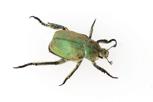 Blatthornkaefer, Scarabaeoidea, Hoplia, argentea