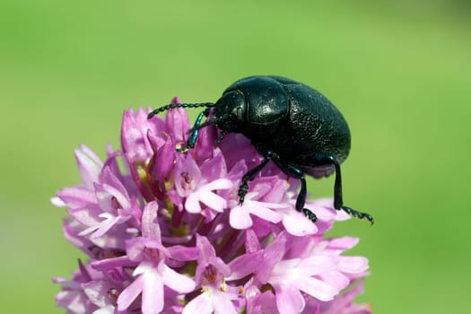 Blattkaefer, Chrysolina sturmi