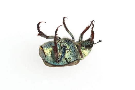 Blatthornkaefer, Scarabaeoidea, Hoplia, argentea