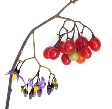 Bittersuesser, Nachtschatten, Solanum, dulcamara