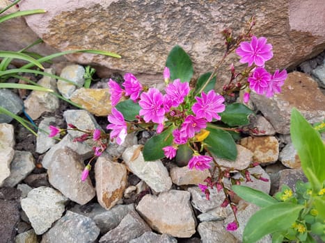Bitterwurz, Lewisia, Cotyledon